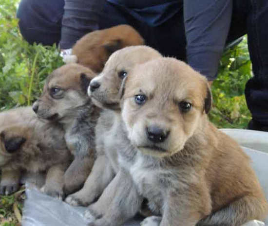 Cuccioli Abbandonati - Cani